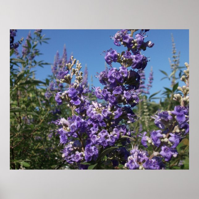 Affiche Chaste Arbre Fleurs violettes (Devant)