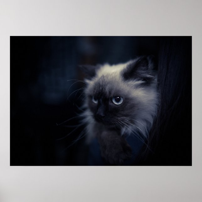 Affiche Chat (Devant)