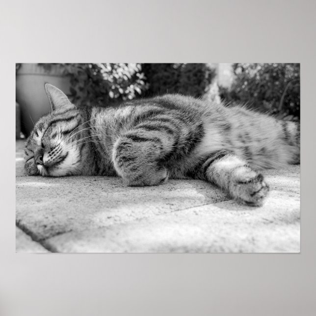 Affiche chat (Devant)