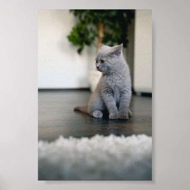 Affiche chat (Devant)