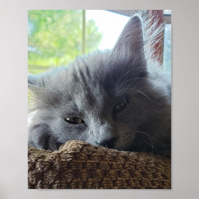 Affiche Chat à cheveux longs bleu russe Nebelung (Devant)
