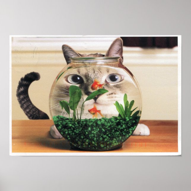 Affiche Chat À Travers Un Bol De Poisson (Devant)