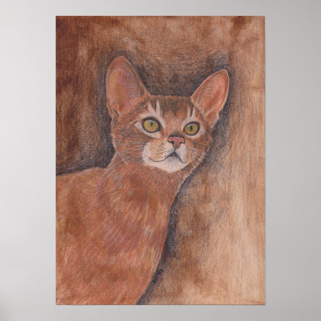 Affiche Chat abyssinien (Devant)