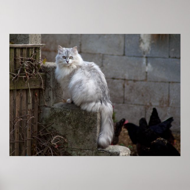 Affiche Chat Angora gris-blanc (Devant)
