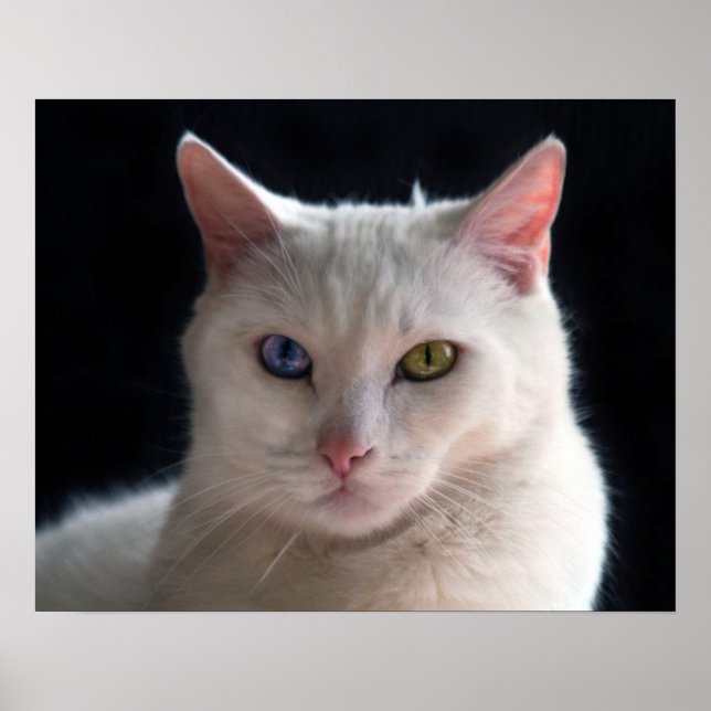 Affiche Chat Angora turc aux yeux obscurs (Devant)