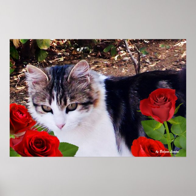 AFFICHE CHAT AVEC ROSES ROUGES (Devant)