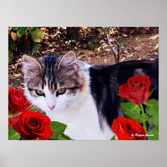 AFFICHE CHAT AVEC ROSES ROUGES (Devant)