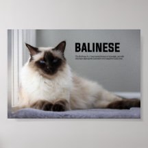 Chat balinais