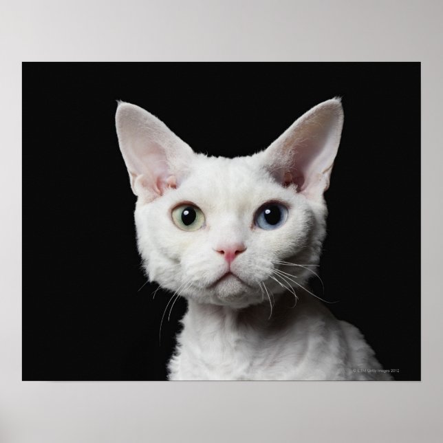 Affiche Chat blanc aux yeux impair (Devant)