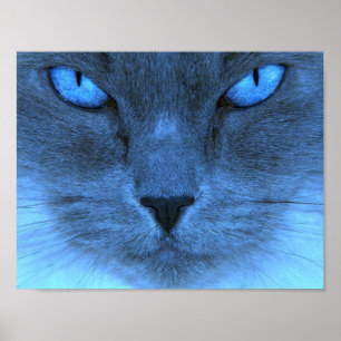 Affiche Chat bleu