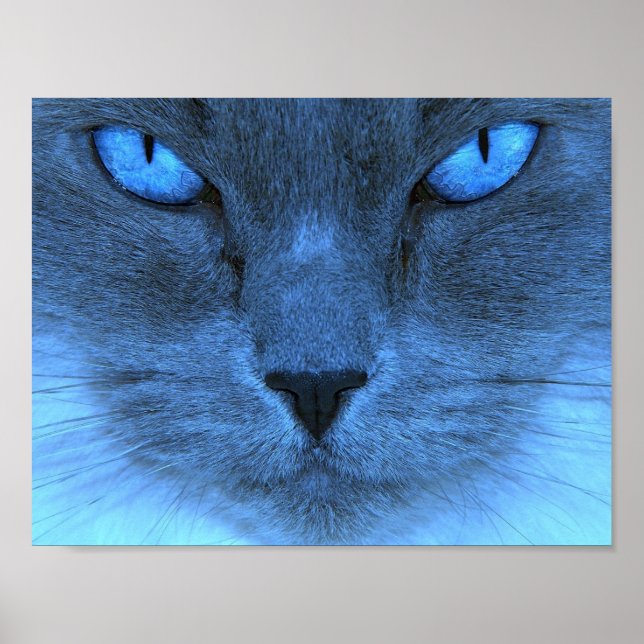 Affiche Chat bleu (Devant)