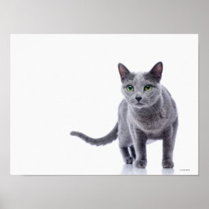 Affiche Chat bleu russe