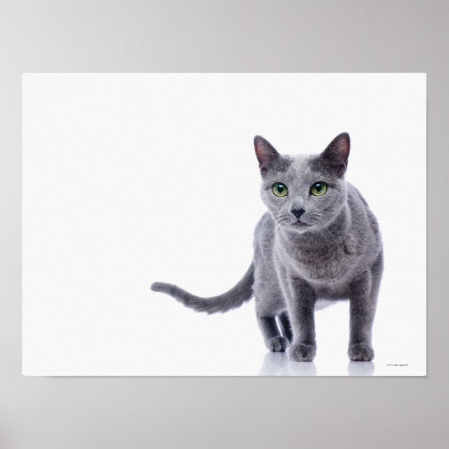 Affiche Chat bleu russe (Devant)