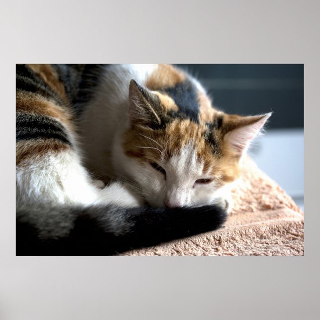 Affiche Chat Calico (Devant)
