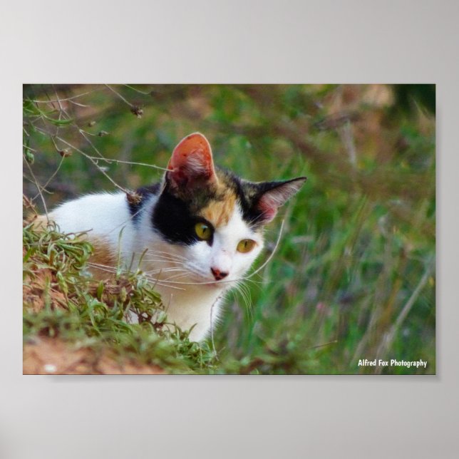Affiche Chat calico à l'affût (Devant)