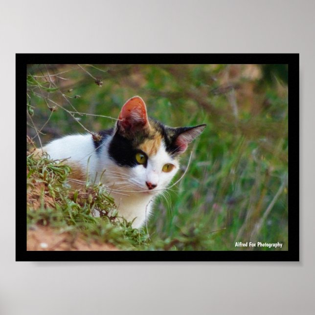 Affiche Chat calico à l'affût (Devant)