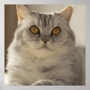 Affiche Chat, cheveux courts britanniques, Feline