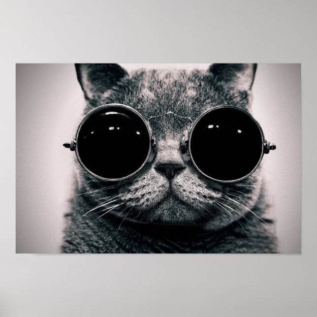 Affiche Chat cool (Devant)