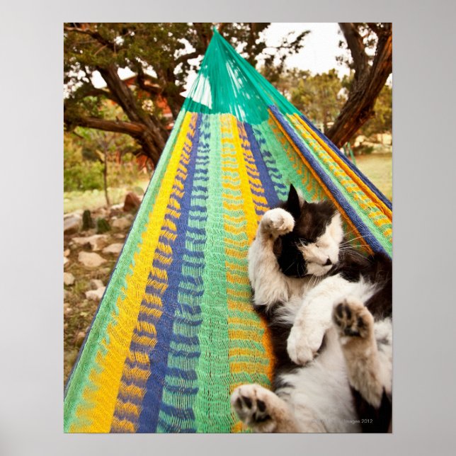 Affiche Chat couché dans un hamac maya mexicain (Devant)