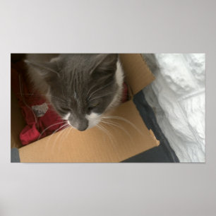 Affiche Chat dans la boîte