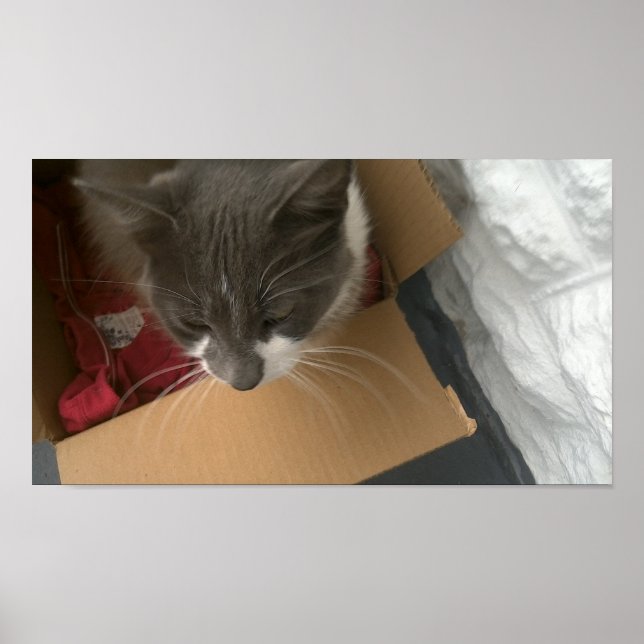 Affiche Chat dans la boîte (Devant)