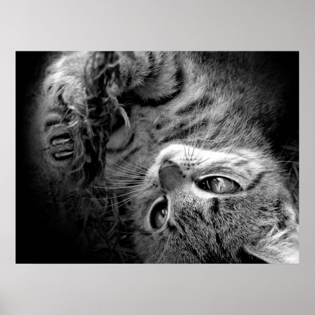 Affiche Chat dans l'obscurité (Devant)