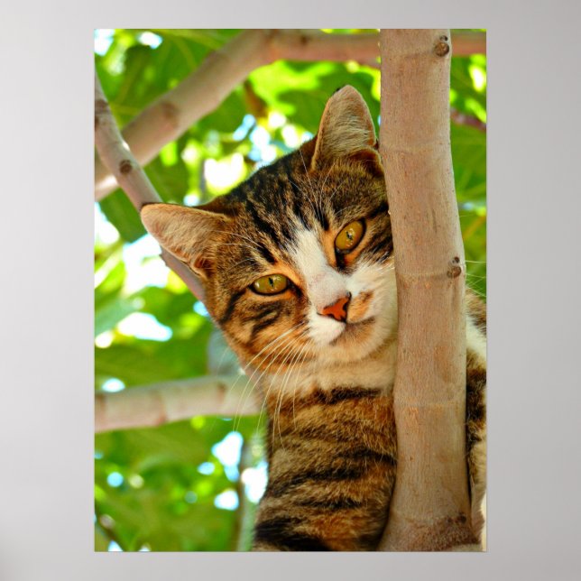 Affiche Chat dans un arbre (Devant)