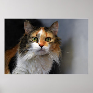 Affiche Chat de Calico