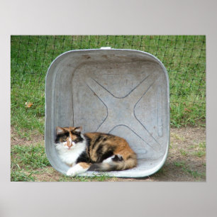Affiche Chat de calicot en bassin