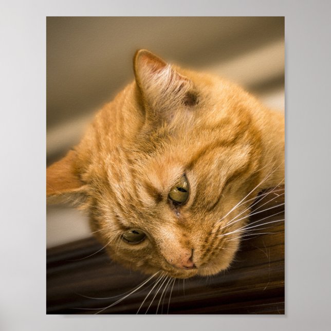 AFFICHE CHAT DE LA CUISINE (Devant)
