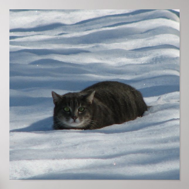 AFFICHE CHAT DE NEIGE (Devant)