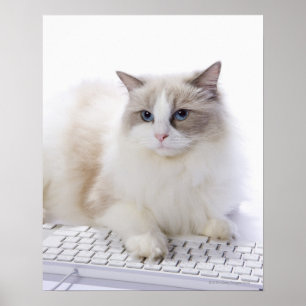 Affiche Chat de Ragdoll sur le clavier d'ordinateur
