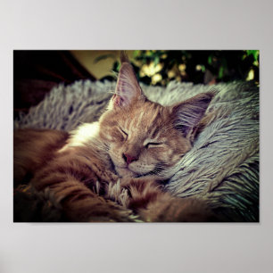 Affiche Chat de ragondin de sommeil Maine sur le divan