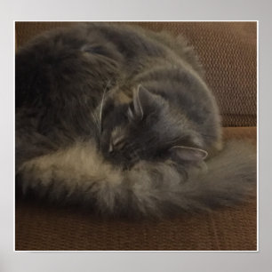 Affiche Chat de ragondin du Maine