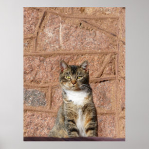 Affiche Chat d'église