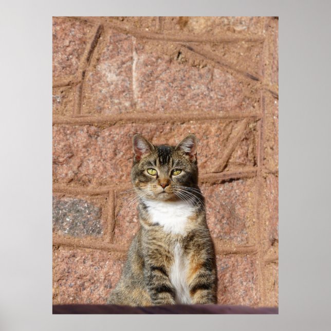 Affiche Chat d'église (Devant)