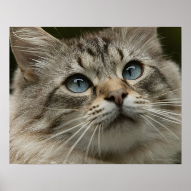 Affiche chat domestique (Devant)