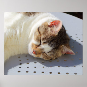 Affiche Chat dormant dans un jardin