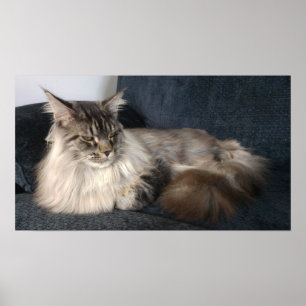Affiche Chat du Maine
