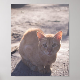 Affiche Chat du matin