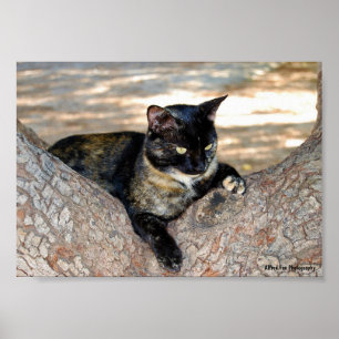 Affiche Chat écaille de tortue dans l'arbre