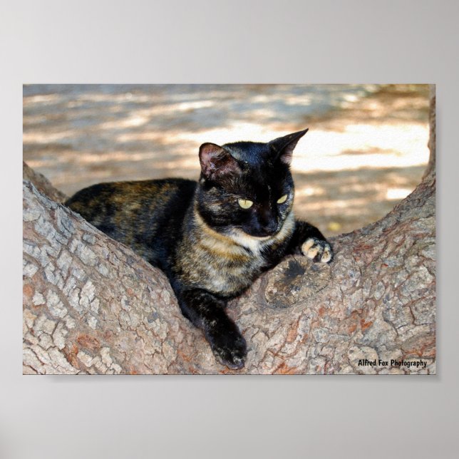 Affiche Chat écaille de tortue dans l'arbre (Devant)