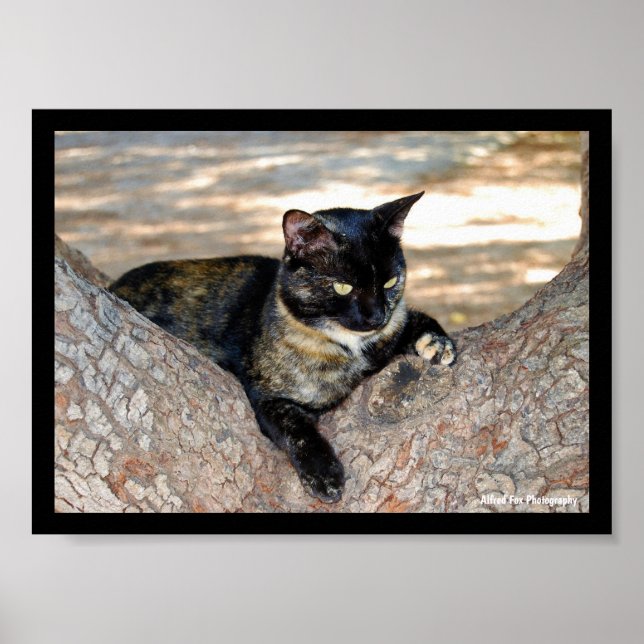 Affiche Chat écaille de tortue dans l'arbre (Devant)