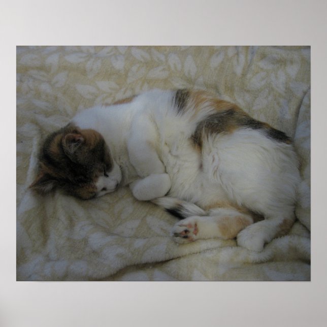 Affiche Chat endormi (Devant)