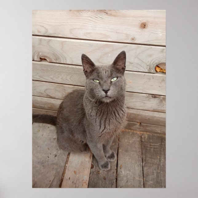 Affiche Chat gris (Devant)