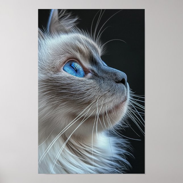 Affiche Chat gris aux yeux bleus (Devant)