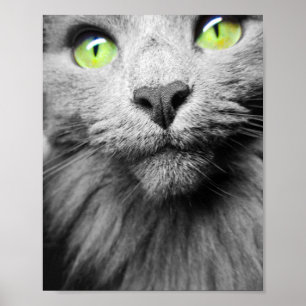 Affiche Chat gris avec yeux verts clairs