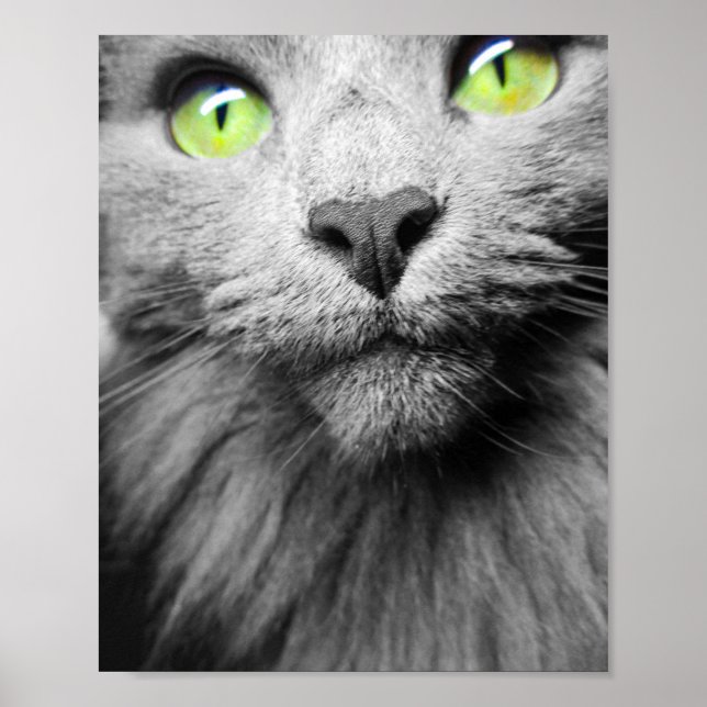 Affiche Chat gris avec yeux verts clairs (Devant)