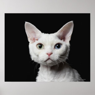 Affiche Chat impair-eyed blanc