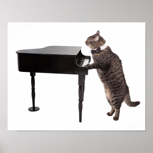 Affiche Chat Jouer Piano (Devant)